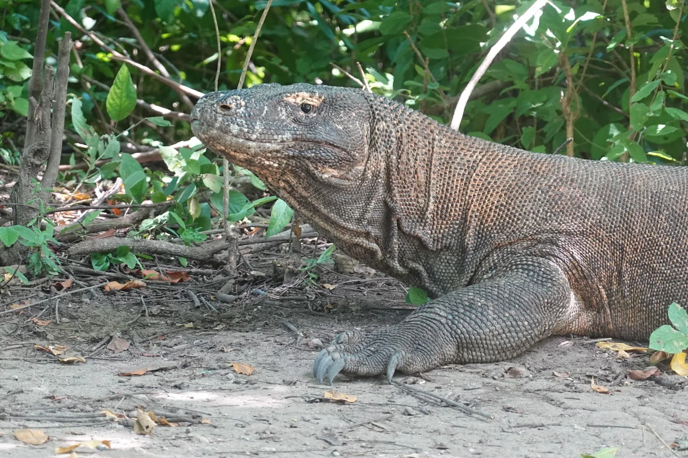 Dragón de Komodo