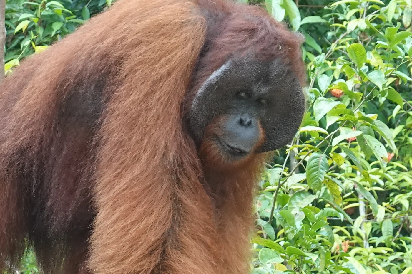 Orangután en Borneo