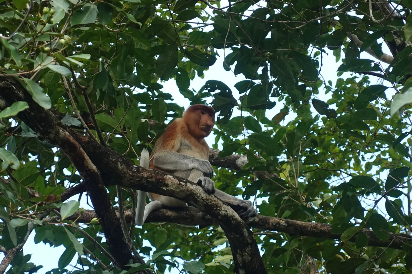 Mono narigudo en Borneo